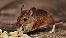 24 Hour & Emergency Exterminators in Ladson, SC